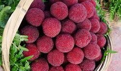 杨梅深圳最新爆料,揭秘深圳杨梅产业的崛起与挑战