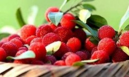 杨梅深圳最新爆料,揭秘深圳杨梅产业的崛起与挑战