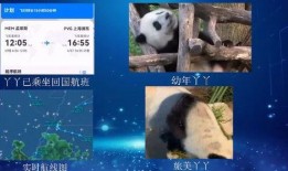 大熊猫YY最新爆料消息,揭秘神秘生活幕后故事